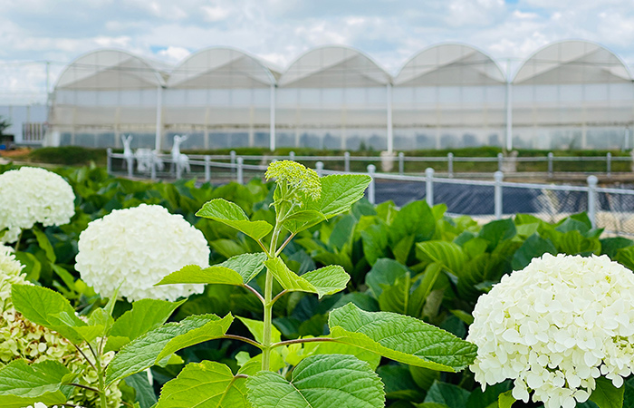 multi-span-plastic-flim-greenhouse-for-flowers-(1)