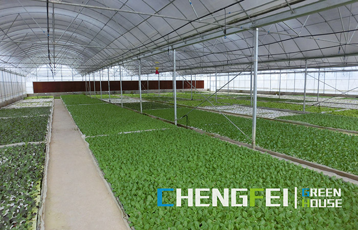 multi-span-platic-film-greenhouse-for-vegetables-(1)