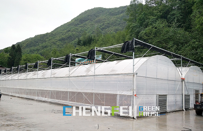 plastic-film-greenhouse-(2)