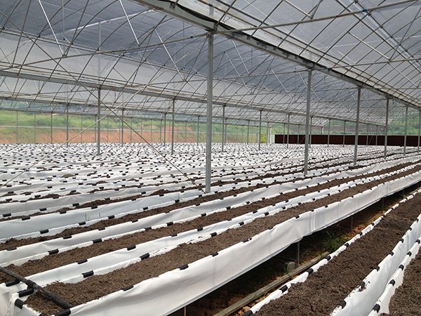Plastic film greenhouse project in Chongqing, China - project view 6