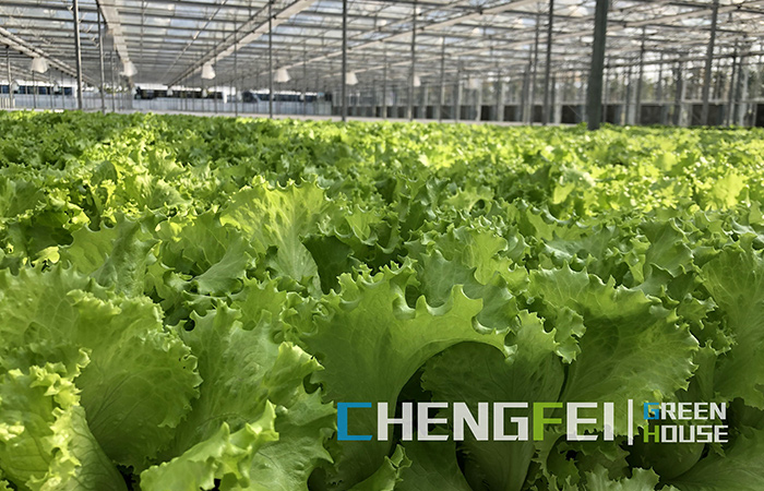 smart-greenhouse-for-vegetables