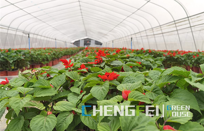 tunnel-greenhouse-for-flower--(2)