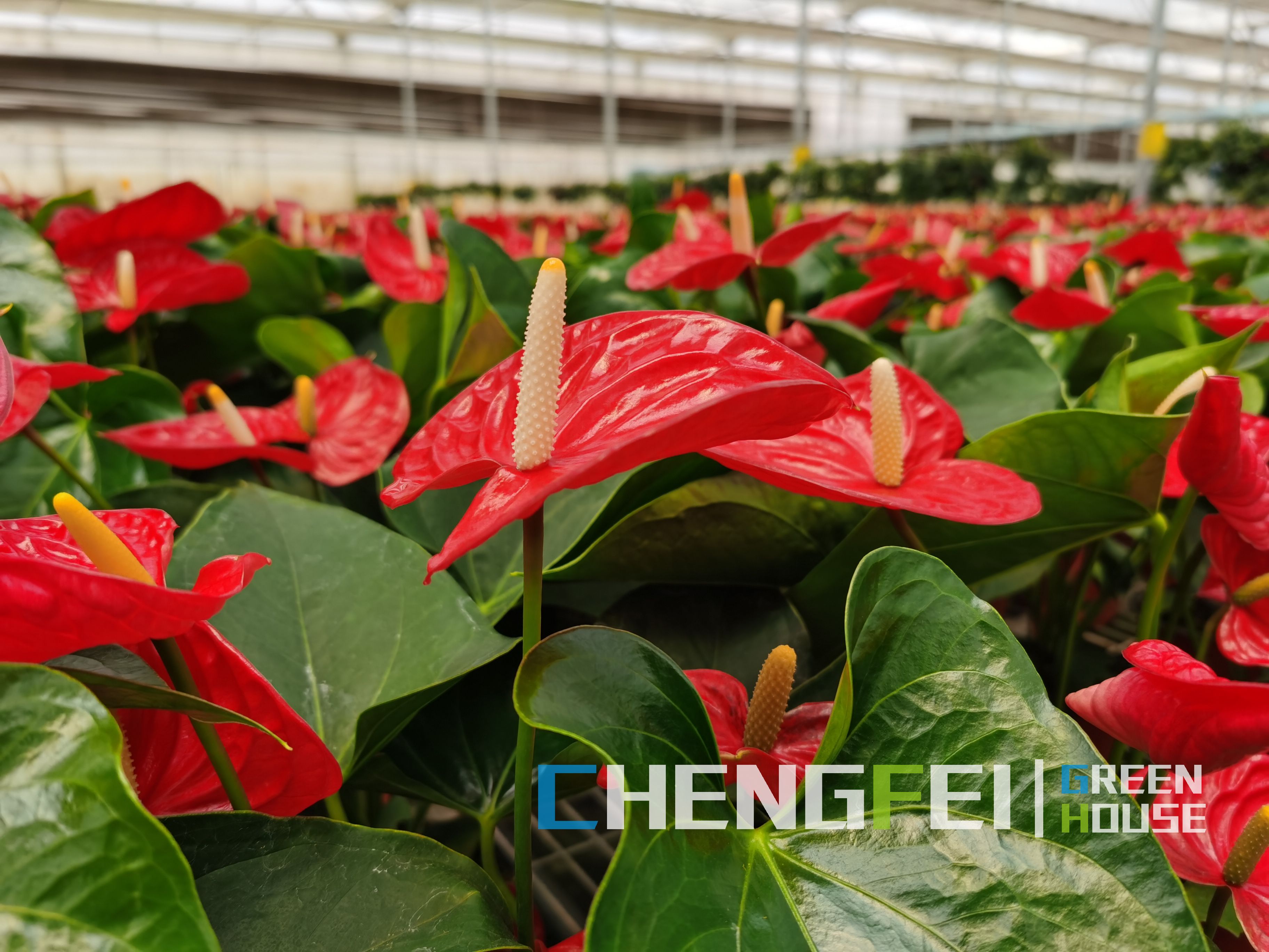 tunnel greenhouse for growing flowers