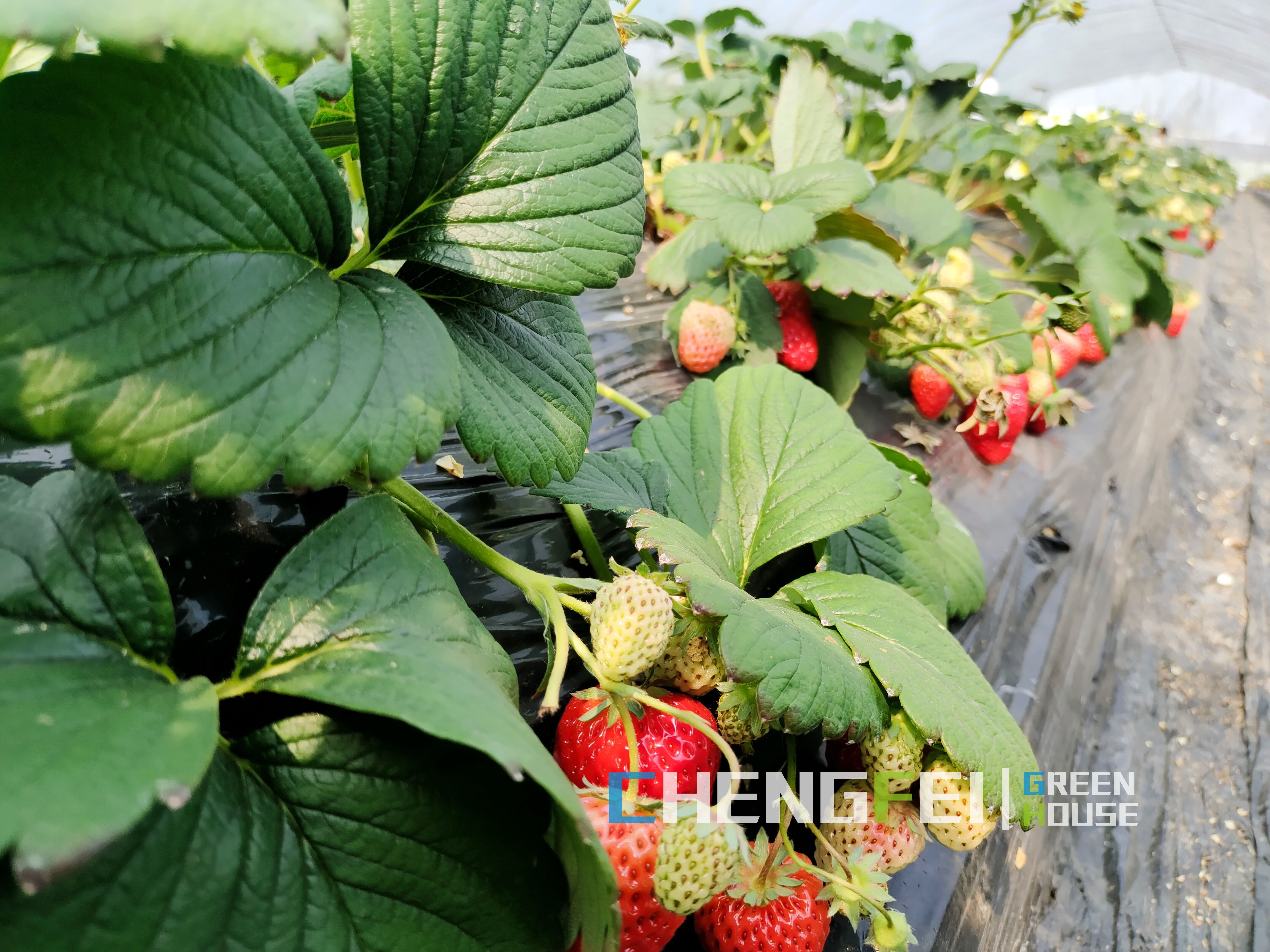 tunnel greenhouse for planting fruits