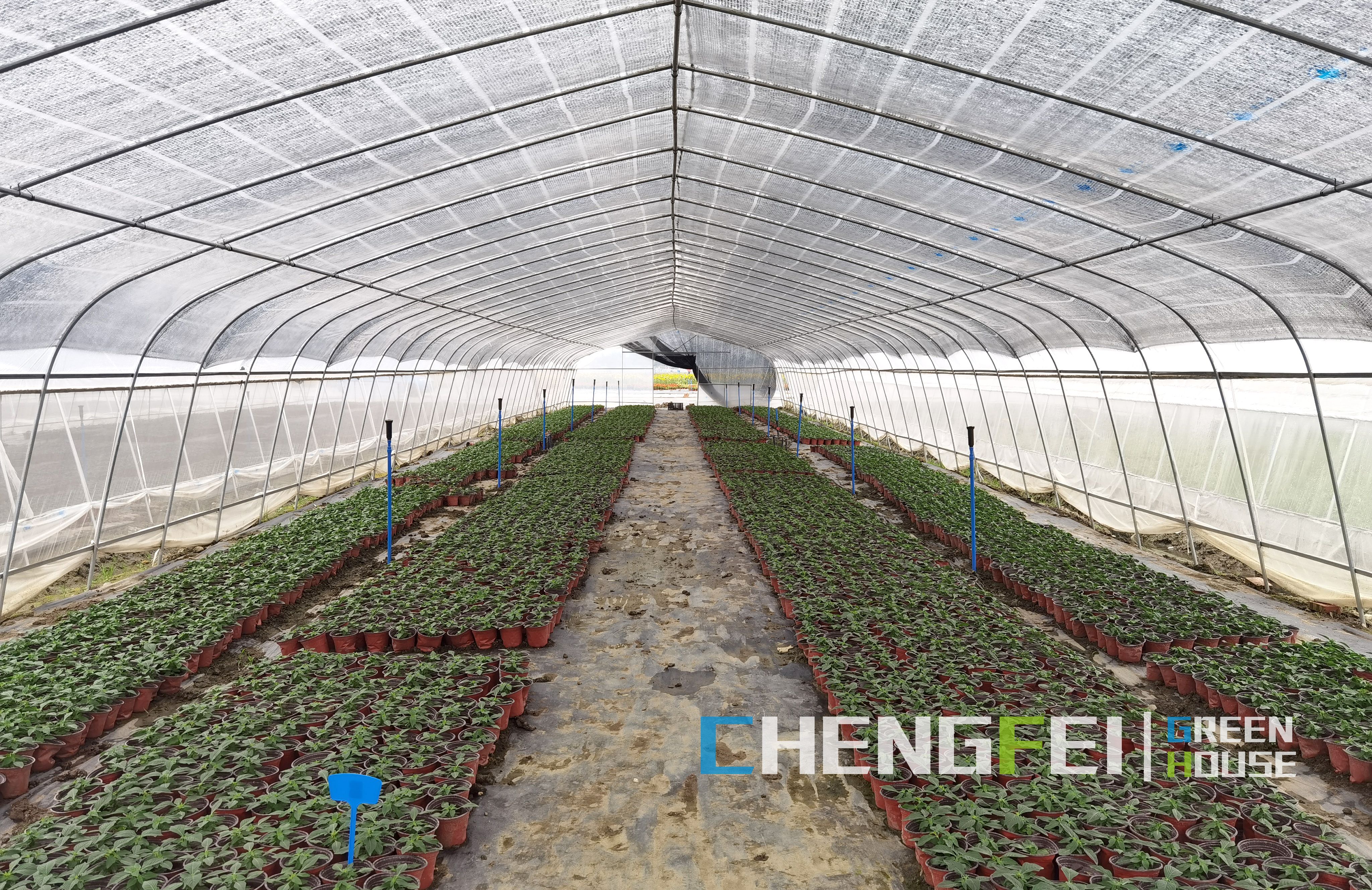 tunnel greenhouse for seedling