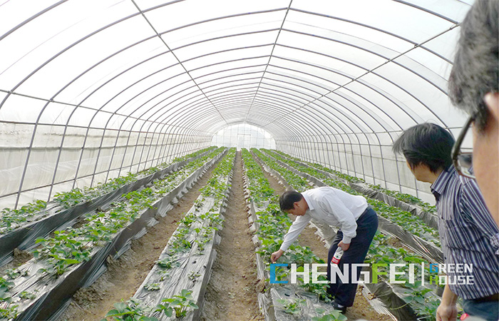 tunnel-greenhouse-for-vegebles