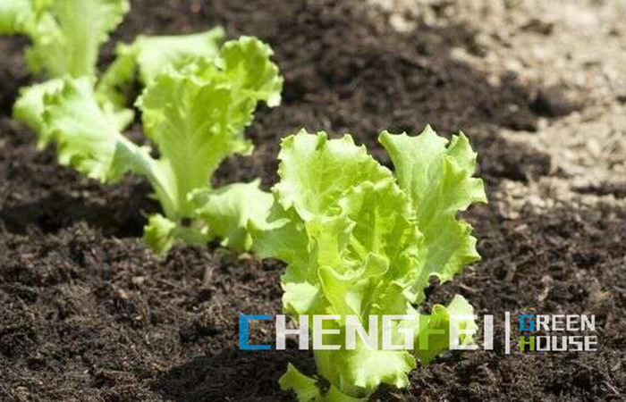 tunnel-greenhouse-for-vegetable