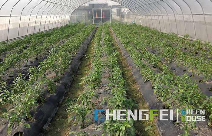 tunnel-greenhouse-for-vegetables