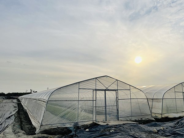 Tunnel greenhouse project in Kazakhstan - project view 2
