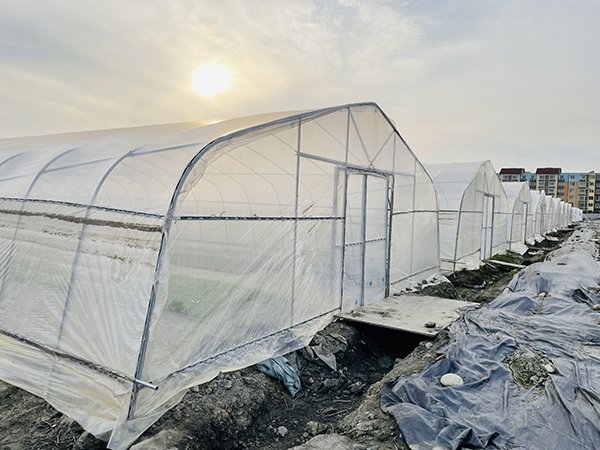 Tunnel greenhouse project in Kazakhstan - project view 3