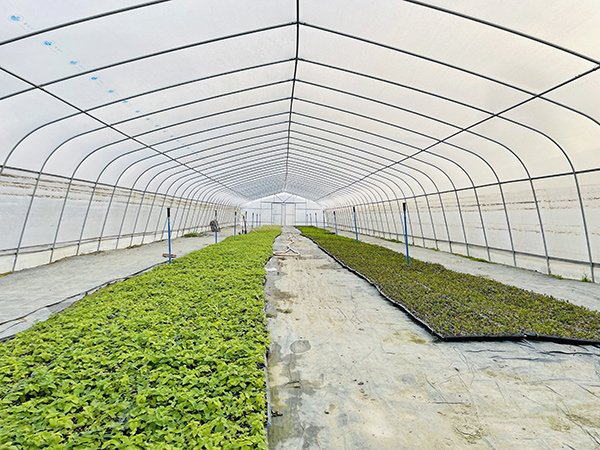 Tunnel greenhouse project in Kazakhstan - project view 5