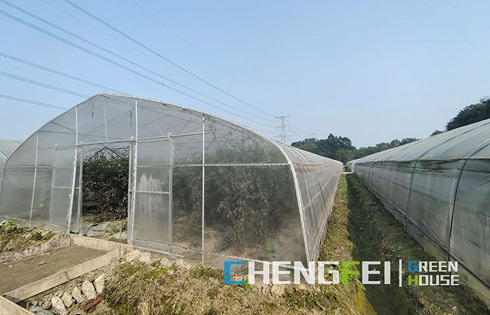 tunnel-greenhouse